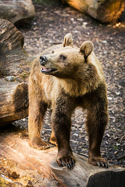 The brown bear standing on a felled trunk and curiously looking around. Something caught its attention, and it is sniffing the air and straining ears trying to find out what had disturbed it. Its mouth is opened and nostrils dilated while it is turning around. The photo was taken in the late afternoon at sunset.