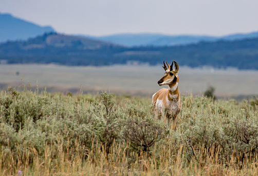 Large herd of antelope (or pronghorn) on Wyoming plains in western USA near Cody, Wyoming and Yellowstone National Park.