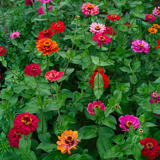 istock Blooming varicolored majors in foliage 483972210
