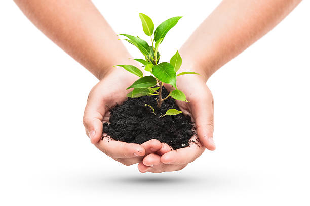 Green plant in a child hands Green plant in a child hands isolated on white hands holding plant soil stock pictures, royalty-free photos & images