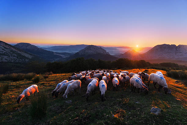 istock flock of sheep in Urkiola at sunrise 483974380