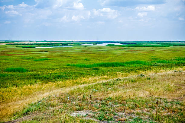 połowy pole trawa zielony i suchości. - standing water grass area meadow lawn zdjęcia i obrazy z banku zdjęć