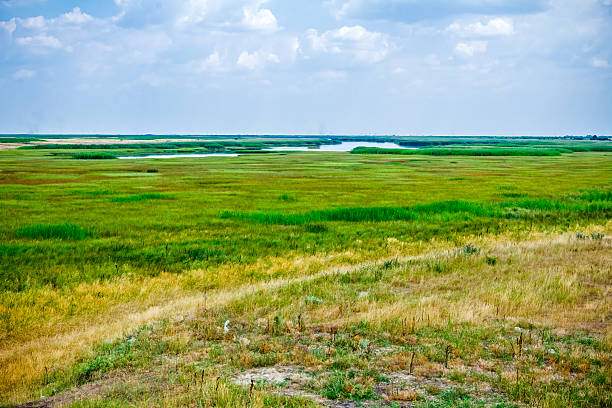 meio campo de relva verde e seco. - swamp moody sky marsh standing water imagens e fotografias de stock