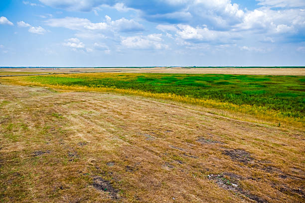 istock Half green and dry grass field. 483975286