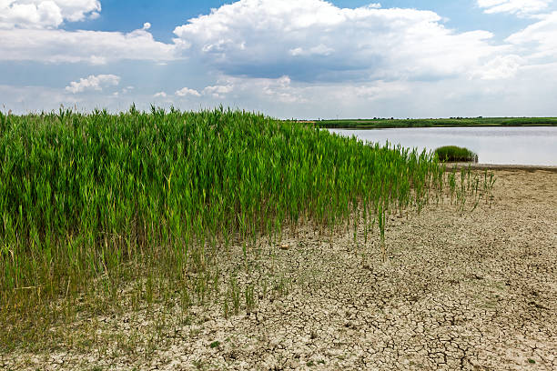 旱魃 - global warming drought riverbank dirt ストックフォトと画像