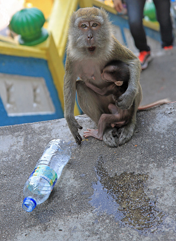 two monkeys: mother and a baby, Batu caves, Kuala Lumpur