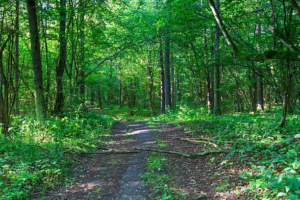 istock Wild european forest in summer 483983788