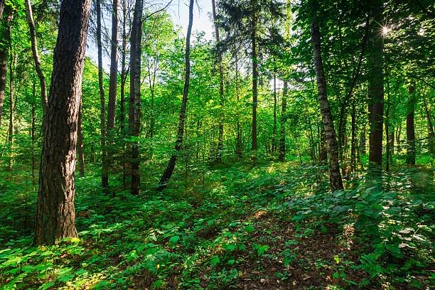 istock Wild european forest in summer 483983804