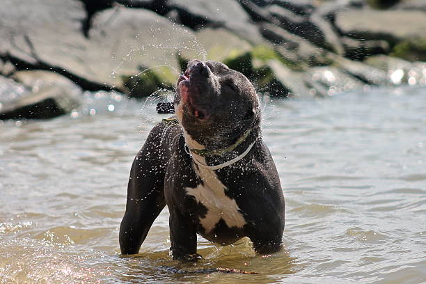 Dog Shaking Off Water A Pitbull shaking water off of his body. hott stock pictures, royalty-free photos & images