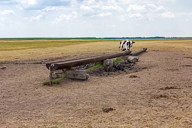 istock At the water trough 483985540