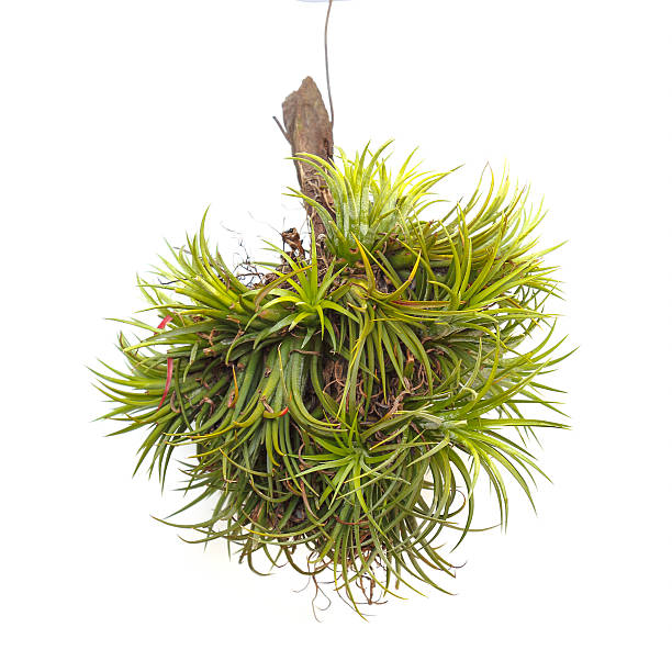 istock tillandsia plant 483986634