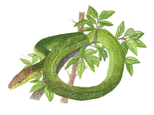 szczura snake - rat snake illustrations stock illustrations