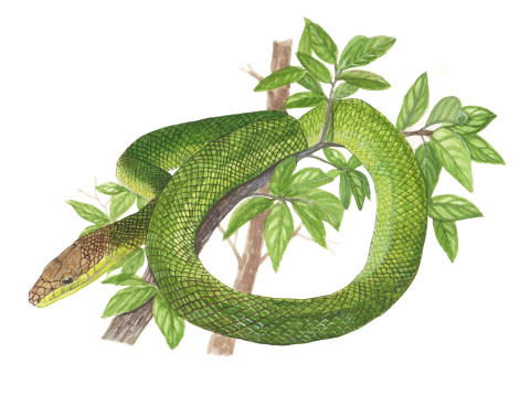 Rat Snake Stock Illustration - Download Image Now - Rat Snake
