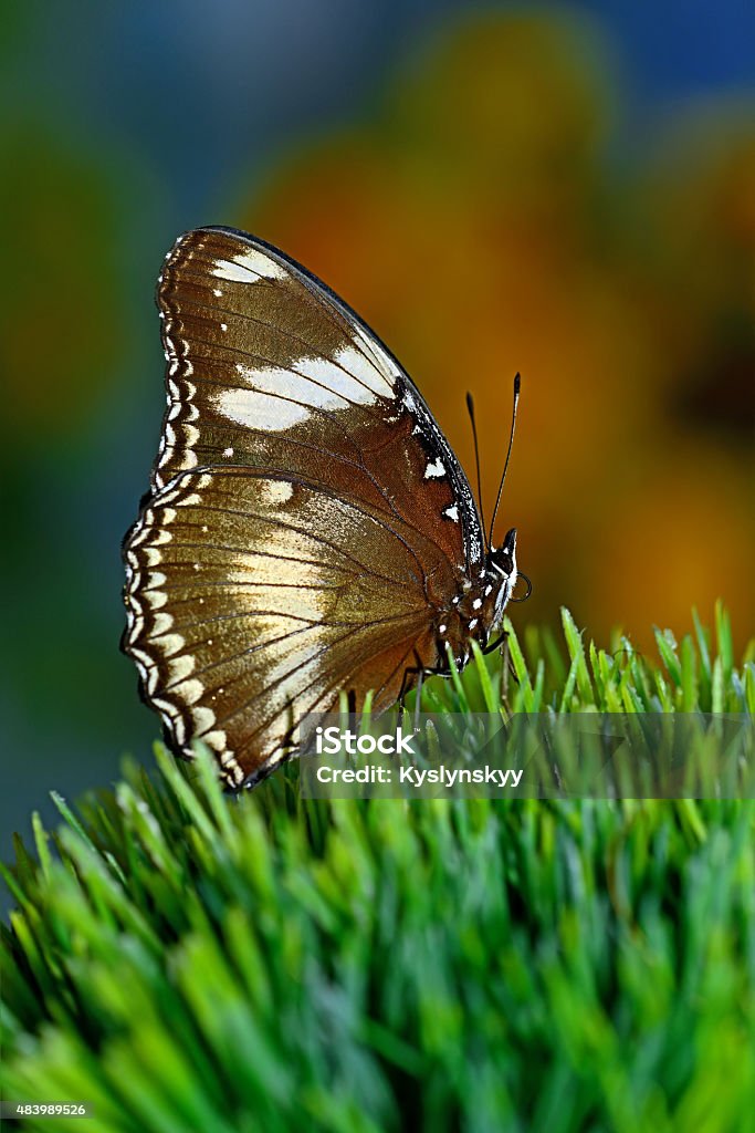Butterfly World The most beautiful butterfly in the world 2015 Stock Photo