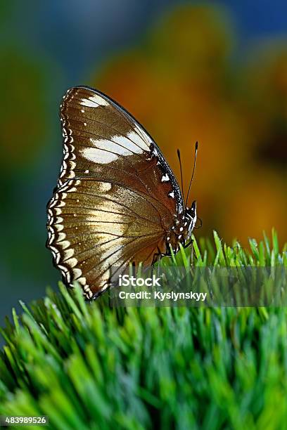 Butterfly World Stock Photo - Download Image Now - 2015, Animal Body Part, Animal Themes