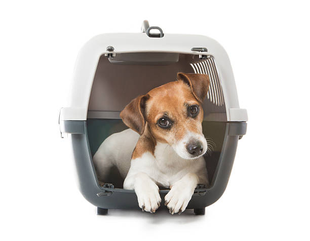 Pets transportation Jack Russell Terrier dog inside a special plastic gray crate animal. White background. Studio shot transportation cage stock pictures, royalty-free photos & images