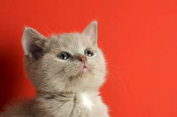 istock British Short Hair cat 483989747