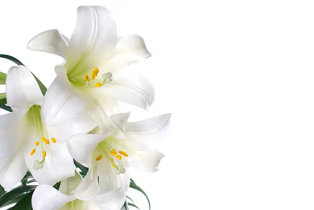 Four bright white lilies to celebrate the resurrection of Jesus Christ during the Easter holiday or acknowledging spring. This plant was shot in a studio and is isolated on a white background. Orange pollen is clearly visible on the flowers stamen and framed by the sheen of it's white petals.