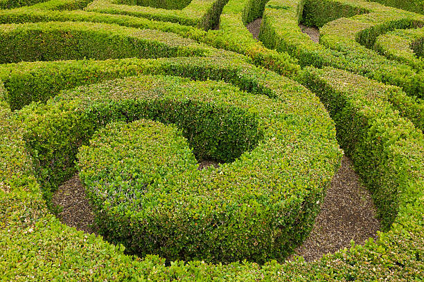 Closeup of formal knot garden Section of formal knot garden knot garden stock pictures, royalty-free photos & images