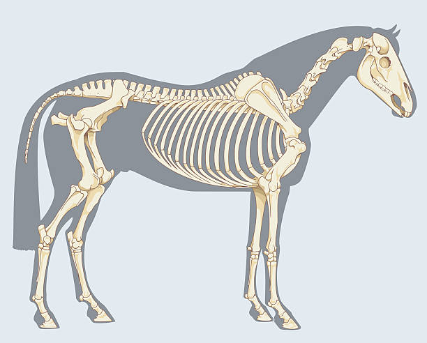 лошадь скелет - horse animal skeleton anatomy animal stock illustrations