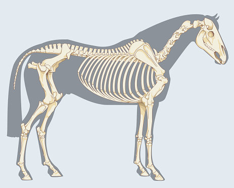 Scientific illustration: horse skeleton - Isolated on sky blue