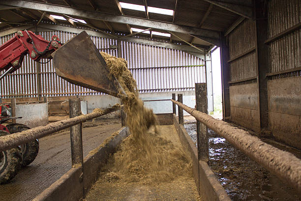 istock Moving dairy cow fodder with tractor and loader 483990668