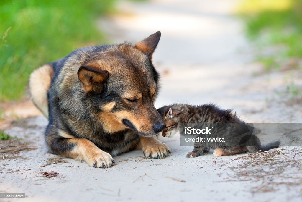 Kleines Kätzchen wenig gegen die big dog - Lizenzfrei Domestizierte Tiere Stock-Foto