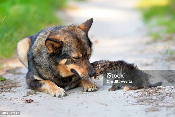 Kleines Kätzchen Wenig Gegen Die Big Dog Stockfoto und mehr Bilder von Domestizierte Tiere - Domestizierte Tiere, Entspannung, Fotografie