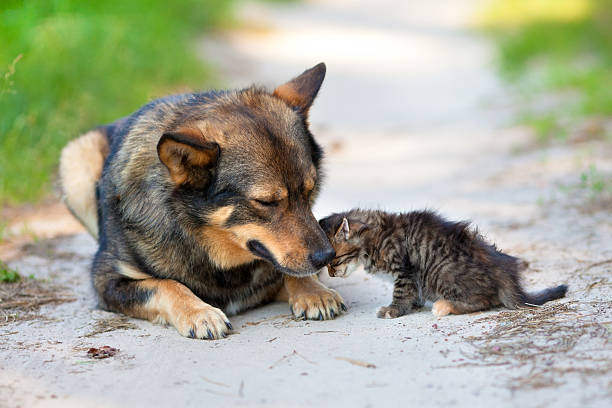 istock Little kitten pressed against the big dog 483990939