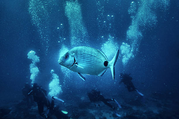 istock Gilt-head Bream Fish With Divers Under the Sea 483991161