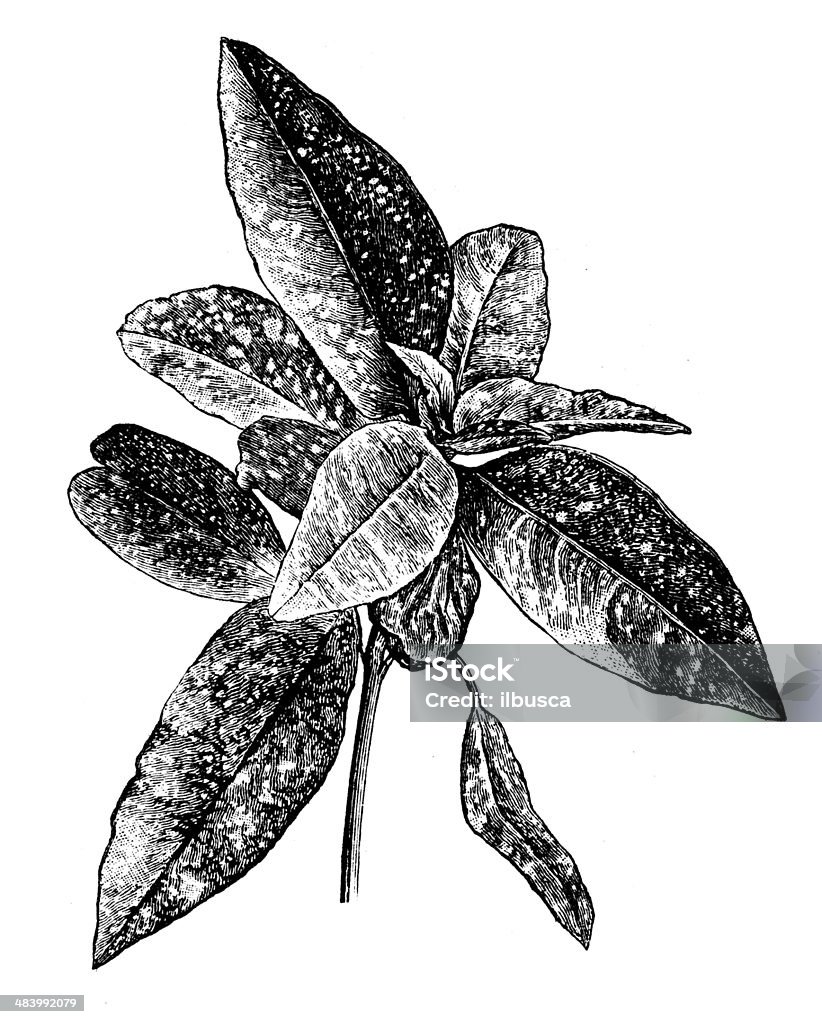 Antikes illustration Aucuba japonica (dunkler laurel) - Lizenzfrei Alt Stock-Illustration