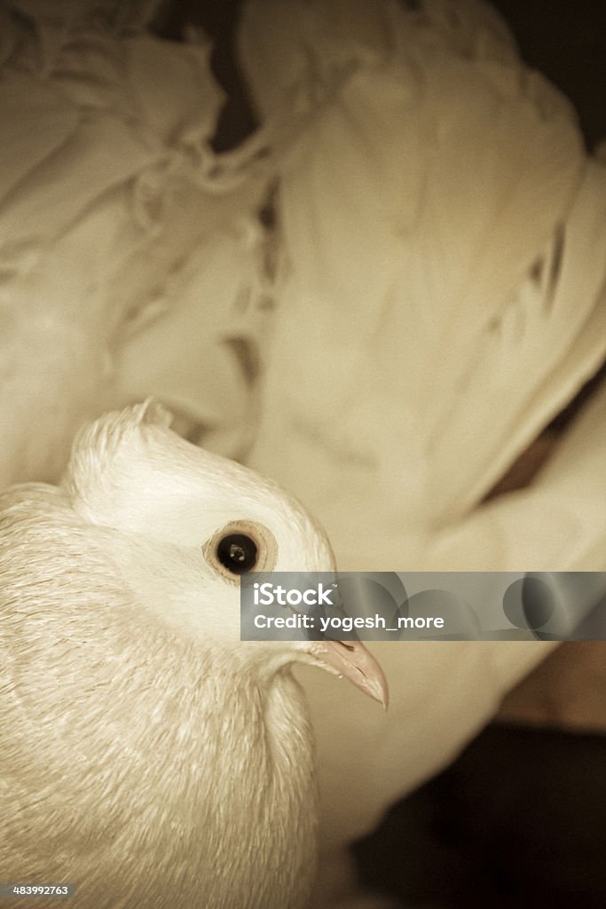 Paloma blanca - Foto de stock de Animal libre de derechos