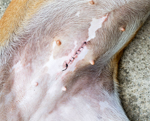 carcasse après spaying femme chien - spay photos et images de collection