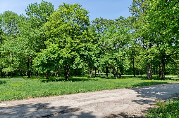 istock Panorama of a path through a lush green summer forest 483993428