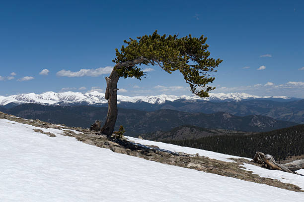 montanhas com neve e pinheiros bristlecone rocky mount evans, colorado - nevada pine tree bristlecone pine snow - fotografias e filmes do acervo