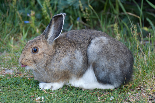 With white hind and front feet, a snowshoe hare with fur of changing colors sticks out his tongue after nibbling on clover and grass in the Bear Lake area of Rocky Mountain National Park, Colorado.