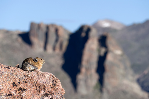 Looking out over a rocky panorama at the Continental Divide just off the Flattop Mountain Trail at over 11,000 feet in altitude, an American Pika stops briefly after collecting food and grass in preparation for the winter in Rocky Mountain National Park, Colorado.
