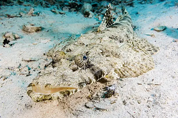 Crocodilefish on the sand - Egipt