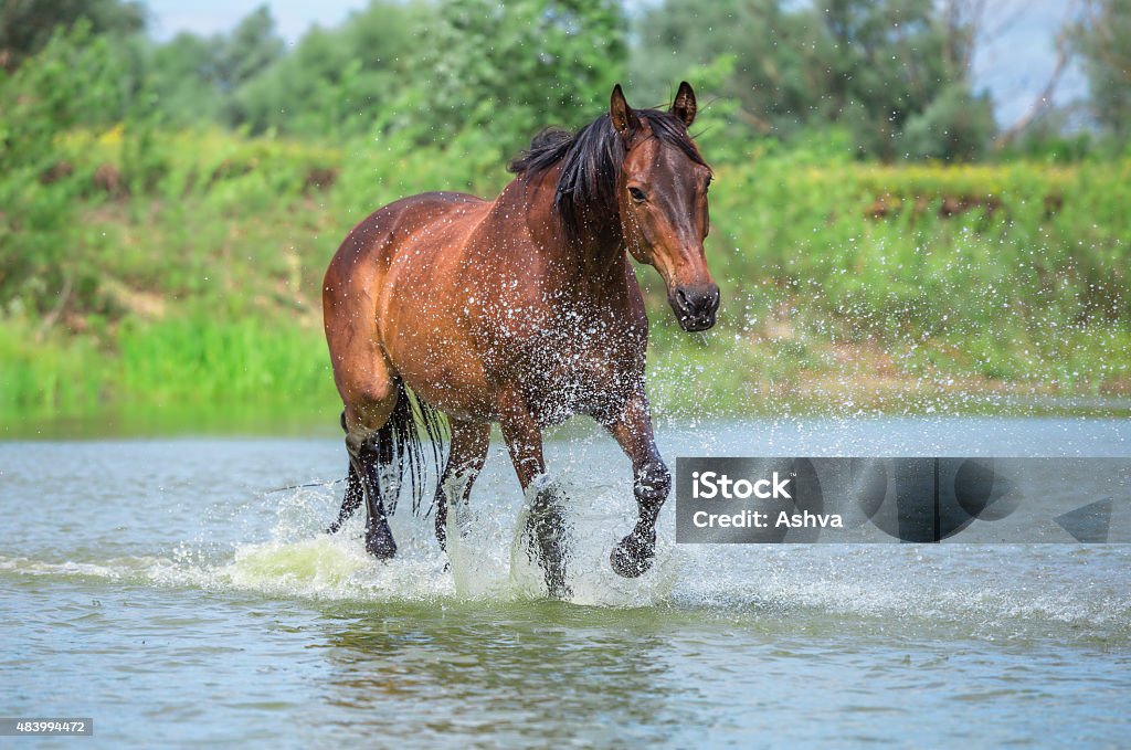 horse brown horse running across the lake 2015 Stock Photo
