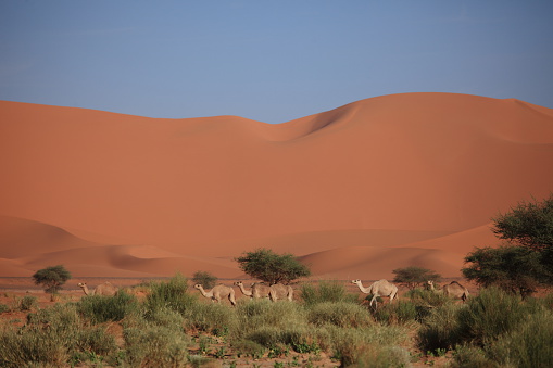 Caravan in the Sahara