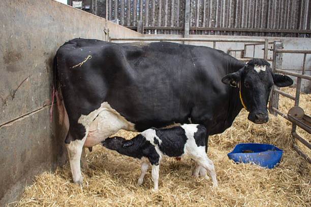 istock Newborn calf suckling dairy cow 483997284