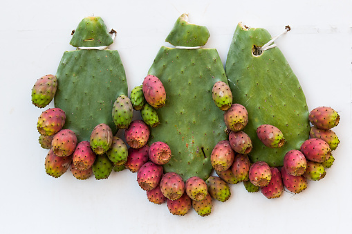 Three cladodes of a prickly pear tree hanging on a wall by a thread