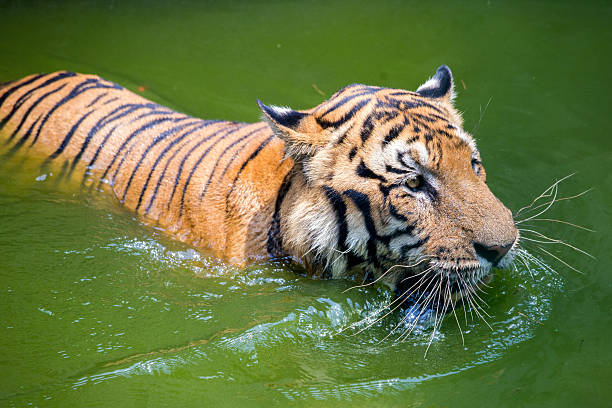 istock Royal Bengal Tiger in Water 484000766