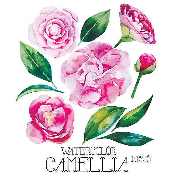 bildbanksillustrationer, clip art samt tecknat material och ikoner med watercolor camellia set - skräpig trädgård