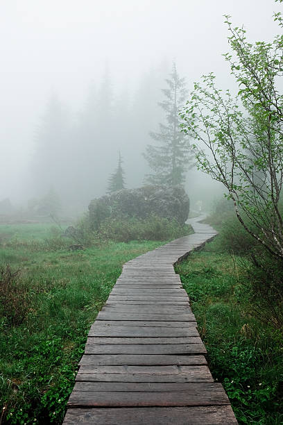 istock Boardwalk in foggy forest 484004502