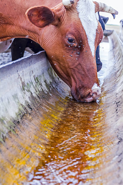 istock Cow is drinking at the water trough. 484004934