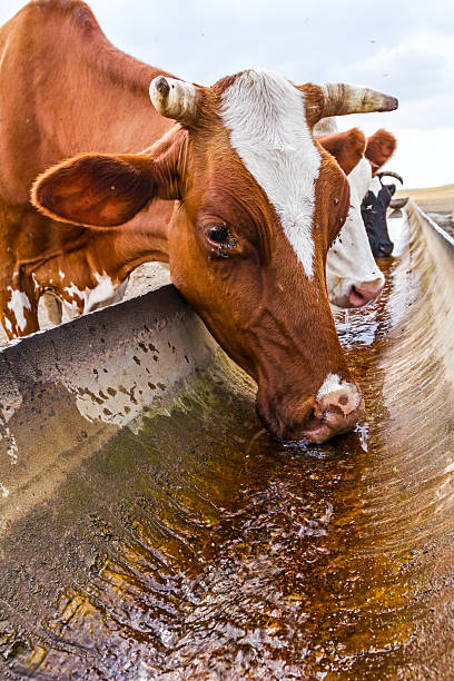 istock Cow is drinking at the water trough. 484005078