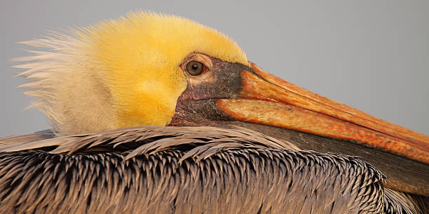 istock Brown Pelican Portrait 484009712