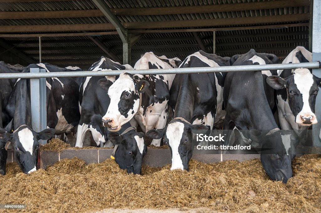 Dairy Cattle Feeding Cows Feeding In A Barn Pet Food Stock Photo