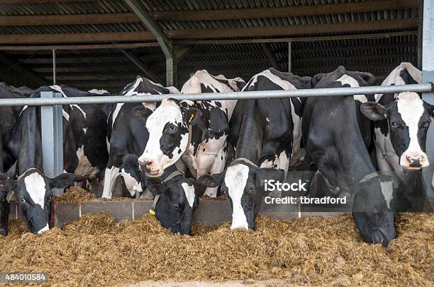 Dairy Cattle Feeding Stock Photo - Download Image Now - Pet Food, Domestic Cattle, Dairy Cattle